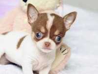 Küt Burun Elma Kafa Chihuahua Bebeklerimiz