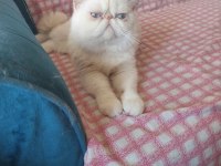 Erkek exotic shorthair