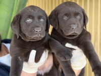 Çikolata Labrador