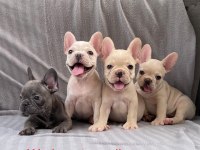 Exotic French Bulldog Yavruları