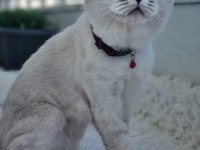 Scottish Fold Kedisi