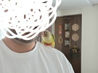 El Besleme 8 Aylık Pineapple Konur Papağanı