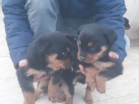 2 aylık Rottweiler