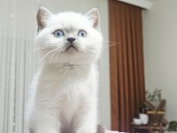 KEDİMİZDEN DAHA GÜZELİ GÖRÜLMEDİ