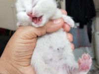 Son iki erkek scottish fold yavrum rezerveye açık