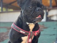 45 Güne Hazır French Bulldog Yavrular