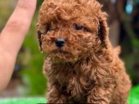 A kalite ırk sağlık garantili Toy Poodle yavrular