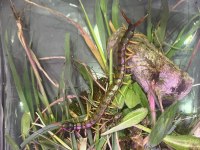 Farklı bi canlı arayanlara scolopendra cingulata