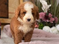 Petmode köpek çiftliğinden XL poodle yavrular