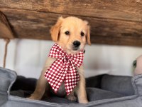 Şeker mi şeker golden retriever bebekler