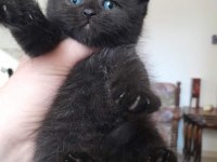 2 aylık scottish fold yavrular