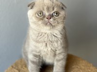 Scottish fold kedisi
