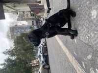 Mükemmel genetik 2.5 aylık cane corso