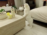 9 aylık scottish fold longhair