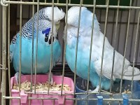 Show jumbo muhabbet kuşu
