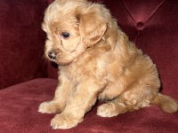 Maltipoo 35 günlük yavrularımız
