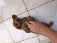 Kıvır Kıvır Babadan Maltipoo Aynı Poodle