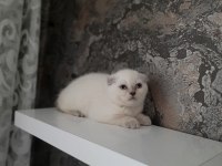 2 Aylık British Shorthair ve Scottish Fold Dişi Yavrular
