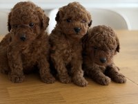 Safkan Sevimli Toy Poodle Yavrular