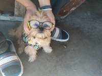 Güzellik sevimli ve bağımlılık abidesi köpeğimiz