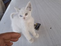 3 aylık yavru kedimiz