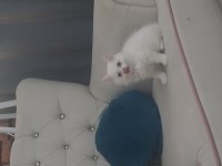 Beyaz british shorthair baba kız