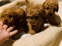 Erkek Dişi Toy Poodle Yavrular