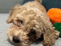 2.5 Aylık Erkek Orjinal Toy Poodle