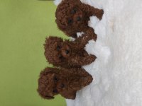 Kore bebekler 2 erkek bir dişi poodle