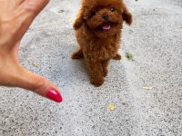 Orjinal Güler Yüzlü Toy Poodle Yavrum