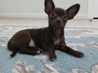 Çikolata Chihuahua
