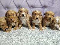 RENK GÜZELİ RED MALTİPOO YAVRULAR