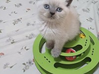 Yeni Yuvasına Hazır British Shorthair