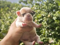 French bulldog dişi erkek yavrular