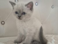 Blue point ve gri kedilerim