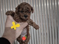 Orjinal yavru kore poodle
