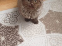 Kahverengi british longhair