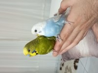Acil sahiplendirme muhabbet kuşlar