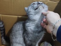 Britsh shorthair silver tabby