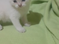 Scottish fold longhair