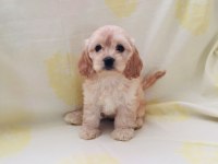Maltipoo Yavrular Orijinal Ev Üretimi