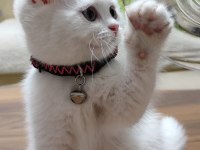 British Shorthair White