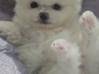 Pomeranian Boo Bebekler
