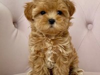 Tüy dökmez eğitimli safkan garantili mini Kore maltipoo
