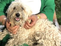 Terrier köpeği 2,5 yaşında kimliği mevcut
