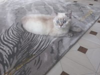 British shorthair blue point