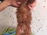 Toy poodle