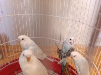 Yavru muhabbet kuşları