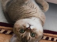 British golden tabby eğitilimli uysal 1 yaşında kedi