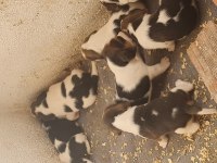 Beagle Yavrularımız